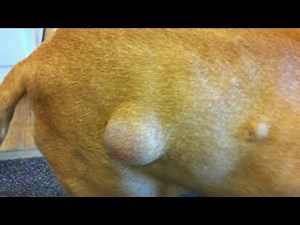 Dog Cysts! Cyst Removal on Dogs! Biggest Cysts