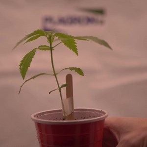 How to prevent unnecessary nutrients for a cleaner smoother smoke? 🍃 Click here to watch the entire video: https://youtu.be/67161FTTc34 | Soft Secrets International