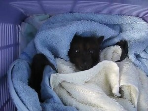 Now removed from the netting and safe at last, Henrietta was so patient and sweet natured as she endured the rescue and subsequent removal of the netting. Although tightly wrapped and very thirsty, Henrietta will do well in care and following a couple of days of bed rest with full room service, she will spend the remainder of her rehabilitation in the flight aviary with the other recovering bats. Any netting you can poke a finger through is extremely dangerous to wildlife. Instead choose wildlif