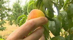 Rain, warmer temperatures could hurt peach crops