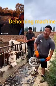 Dehorning machine for cattle farmers #communitysupport | Clive Sibanda