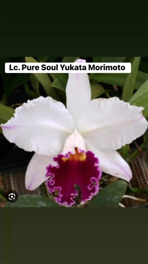 Lc. Pure Soul Yukata Morimoto.Hermosa Cattleya de flor grande, planta Blooming Size, no flor.Para Precios y Cotizaciones 📲 ⁨(787) 506-8064⁩ por WhatsApp 📍1686 Ave Américo Miranda San Juan, PR 00921 | The Orchids Palace LLC