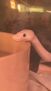 4.3K views · 23 reactions | OROCHIMARU ｜ Royal Python ｜ #Short | Mr LuckyFrog | Facebook