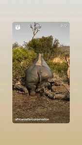 Shannon Wild on Reels