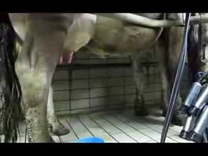 cow milking