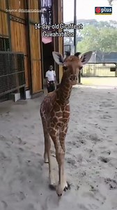 9.3K views · 178 reactions | 14-day-old Giraffe at Guwahati Zoo...