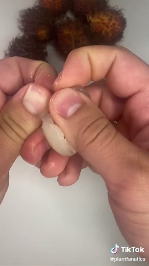 Growing Rambutan Tree from Seed: Step-by-Step Guide