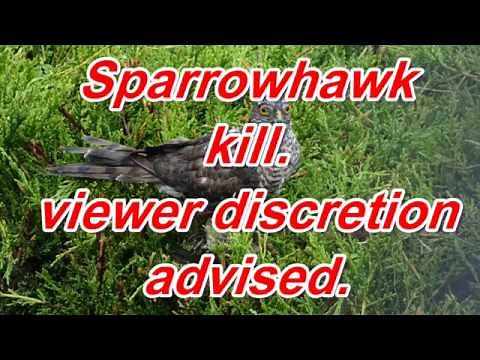 Sparrowhawk kill viewer discretion advised