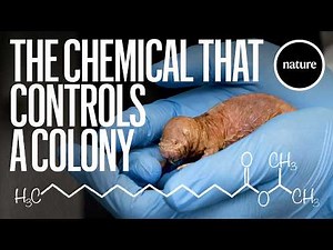 Scientists find the molecule that makes these mammals act like bees
