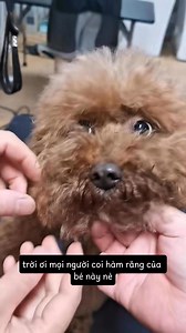 123K views · 865 reactions | Cạo vôi răng không gây mê  #406duong3thang2 #duypets #grooming #poodle #bichon | Duy Trương | Facebook