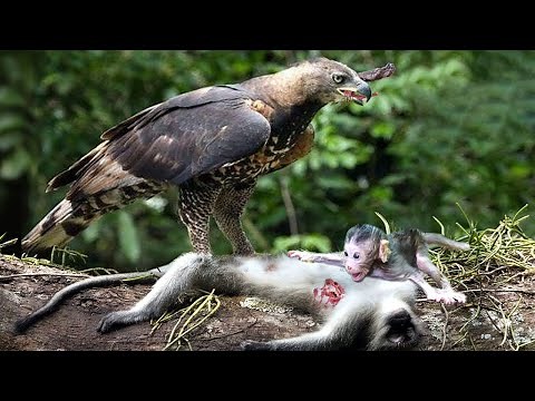 恐ろしい瞬間 - 猿はヘビから逃げるがワシに食べられる - ワシは狩りに行く