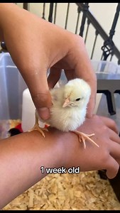 Watch my California White grow up! 🐔 #chickens #backyardchickens #petchickens #californiawhite | Chickmeout6
