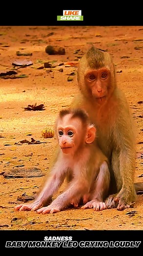 Baby monkey Leo crying #monkeys #leo #libby #luna #lucie #fyp #fbreelsvideo | Million Monkey