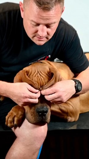 8.4K views · 298 reactions | Training a beautiful Boerboel. #boerboelpuppy #boerboel #handsomedog #dogsoftiktok #DogTraining #macho #slimjim #pr | Pet Dogs | Facebook