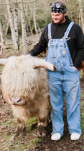 Rocking L Miniature Cattle on Instagram: "THIS IS OUR MINIATURE SCOTTISH HIGHLAND BULL! HIS NAME IS OHNO AND HE IS 6 YEARS OLD! HE IS THE ONLY BULL LIKE HIM THAT WE KNOW EXISTS! HE IS THE SIRE TO ALL OUR BABIES IN OUR IVF EMBRYO PROGRAM TO MAKE ALL FARM AND RANCH DREAMS COME TRUE! . Microminiaturecattle.com Miniaturecattle.org Microminicattle.com . Rocking L Miniature Cattle Ranch on Facebook . @Microminicattle on Instagram . . #followyourheart #dreams #genetics #minicow #microminicattle #cows #