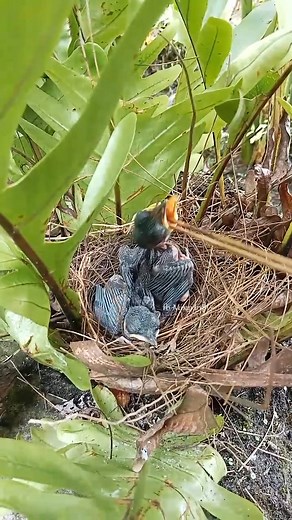 "Feeding a 6-day-old baby bird… tiny beak, big attitude!" 🐣😂 #BabyBird #BirdLovers #CuteAnimals #BirdLife #WildlifeLove #NatureBeauty #FeedingTime #GlobalNature #BirdWatching #TinyButMighty | Misman Bf