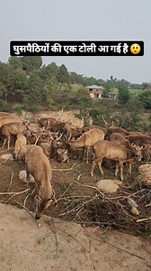 सांबर ही सांबर ... 😲 At Gopalpur nature park ( zoo) , district Kangra, Himachal Pradesh, India ❤️ #himachal #himalayas #sambar #wild #animals #zoo #dhauladhar #kangra | Beautiful Himachal & Barot valley