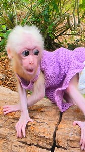 3.5K views · 66 reactions | Grooming Baby Monkey Lucy Gently After Rescue Shows Trust Coming Back Strong  #Monkeyreels #BabyMonkeyLucy #viralanimals | Monkey TV168 | Facebook