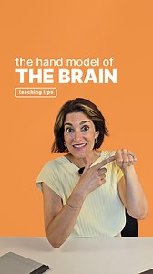 1K views | 易 A simple model, in your palm… ✋ Palm & wrist = the reptilian brain (our “survival autopilot”)  Thumb = the amygdala (the “emotional brain”) 駱 Fingers = the “thinking brain” (planning & problem-solving)  Save this reel and you’ll never be afraid of big emotions again! #SocialEmotionalLearning #BrainModel #EmotionalIntelligence #SEL #MindfulTeaching #TeacherTools | Europass Teacher Academy | Facebook