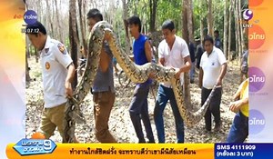 Coilus Interruptus: Monster love-in scares rubber farmers