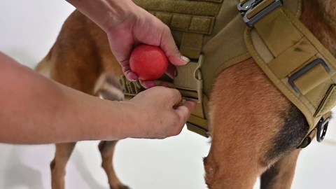 Electric Dice Food Processor, Commercial Vegetable Chopper, Dicing Machine Automatic Potato Onion Slicing Cube Cutting, for Commercial and Home Use