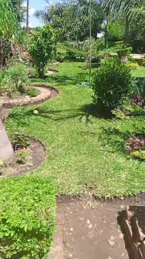 2.4K views · 24 reactions | My passion.Very dry in Zim | Tete Mildred | Facebook