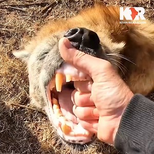 57K views · 3.9K reactions | Say hello to my little friends! #bestfriends #relationshipgoals #MeetTheCharacters | Kevin Richardson | Facebook