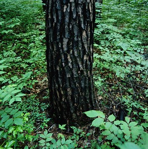 Oak Diseases With Oozing Black Spots on the Bark