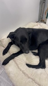 ‼️WE NEED YOUR HELP‼️ Scarlett was seen by the vet and she does have a nasty pelvic fracture that will need to be surgically operated on. We are searching for a specialist for her care but we were quoted a cost anywhere from $5,000-$10,000 for her surgery. She’s such a young pup and will make a really good recovery if funds can be raised. Scarlett also needs a MEDICAL foster who is willing to keep her comfortable and confined for her safety until the operation can be done and until she finds a h