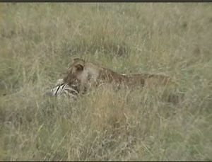 20K views · 154 reactions | Lions 女 pin  down zebra 煉 part 501 | Gavin Gordon | Facebook