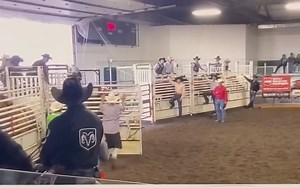 2.6K views | JD Bar Rodeo Bucking Horse Dispersal Sale Lot 1D - #U125...