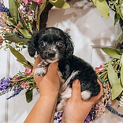 Goodyear, AZ - Papillon. Meet Naveen a Pet for Adoption - AdoptaPet.com