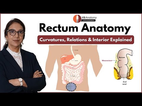 Gross Anatomy of Rectum | Curvatures, Relations, and Interior Explained | Dr Vaishaly Bharambe