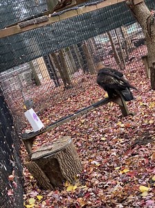 Bay Beach Wildlife Sanctuary on Reels