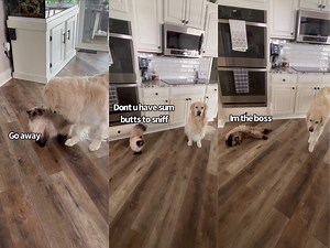 The Doggo & Catto Drama Continues 🙈 You think these two will ever be friends? 😂 | Charlie The Golden