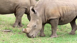 4.3K views · 119 reactions | Rhinoceros - iconic icons of the African Bush Kingdom #reels #viral #trend #video #roar #nature #life #africa #wildlife #reels #trend #reelsfb #wild #travel #safari #story #epic | African Bush Kingdom | Facebook