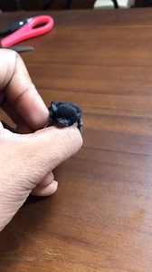 The bumblebee bat, The smallest mammal in the world