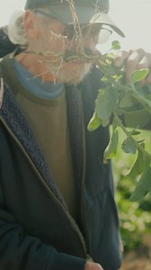 All plants have their own unique energetic properties. Exploring Randy’s favorite adaptogen, Ashwagandha. ✨🐴 #plantpowered #herbalmedicine #farmlife | Oregon's Wild Harvest