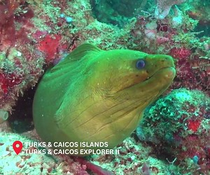 What do you see on your dives? Last week's guests aboard Turks & Caicos Explorer reported seeing: Spotted moray, sharks, lobsters, Atlantic spadefish, turtles, lots of parrotfish and stingrays, five squids, Brown speckled Doris, slender filefish, clinging crabs, 2 adult spotted drums, scorpionfish, more sharks, big basket star, spotted moray, barracuda. dolphins, nurse sharks, eagle rays, juvenile spotted drum, lots of big lobsters, and huge green morays! 🤩🤩 | Explorer Ventures