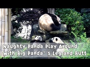 Naughty Panda Play Around With Big Panda’s Leg and Butt | iPanda
