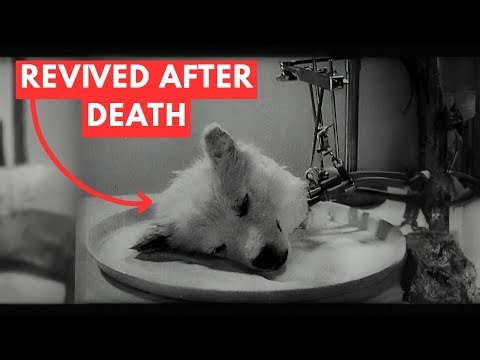 The Soviet Experiment That Tried to Bring the Dead Back to Life