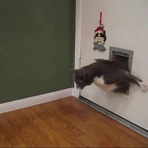 Mission Impossible! | Cat the Dude