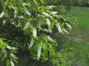 Prunus serotina - Alchetron, The Free Social Encyclopedia