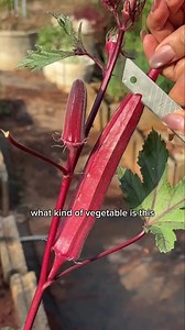 Okra: Identifying the Vegetable in the Clip