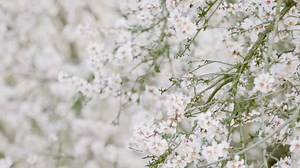 1.3K views · 23 reactions | From our hearts to your hands—Delicious almondmilk from passionate growers. Happy #EarthDay! | Blue Diamond Almond Breeze | Facebook