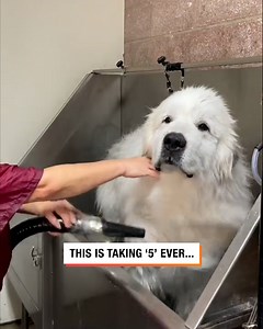 62K views · 209 reactions | The thoughts of a dog during bath time! 藍 | Lessons Learned In Life | Facebook
