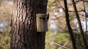 clip-1103635137-wood-nuthatch-pecking-on-nest-box-tree