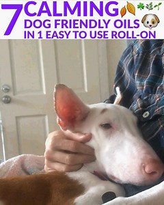 334 reactions · 201 shares | I was surprised to learn that Xanax is so widely used for dogs. Luckily, there are natural alternatives... https://blog.vitalityextracts.com/2019/02/06/5-harmful-effects-of-xanax-for-dogs-the-all-natural-safe-alternatives/ | Vitality Extracts Essential Oils | Facebook