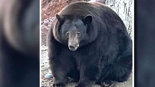 Problembär in Kalifornien: Was passiert mit Hank the Tank?