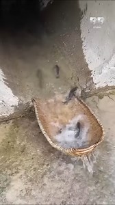 Animales y sucesos muy curiosos | The Polar